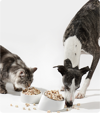 Gamelle d'alimentation pour chiens et chats