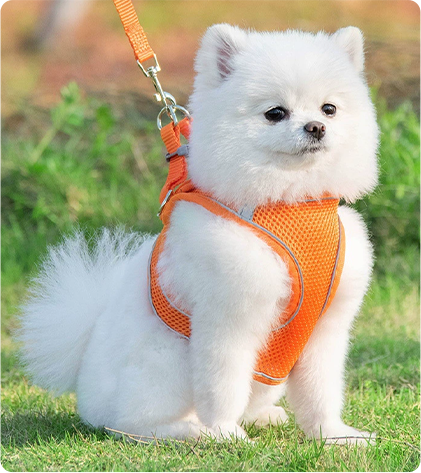 Laisse et harnais pour chiens